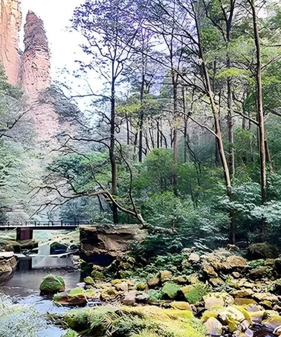 zhangjiajie-forest