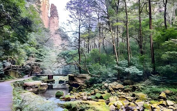 zhangjiajie-forest