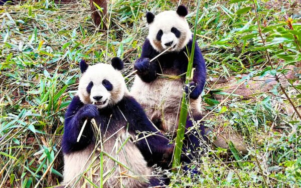 panda-eating-bamboo