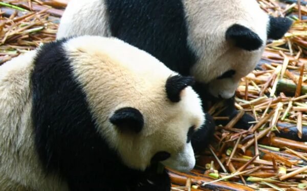 two-pandas