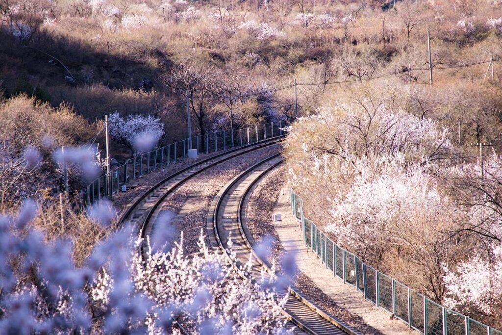 Peach Blossoms in Beijing