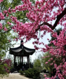 Peach Blossoms in Beijing