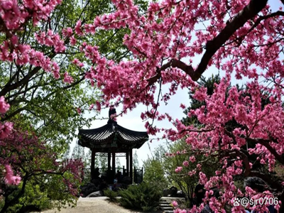 Peach Blossoms in Beijing