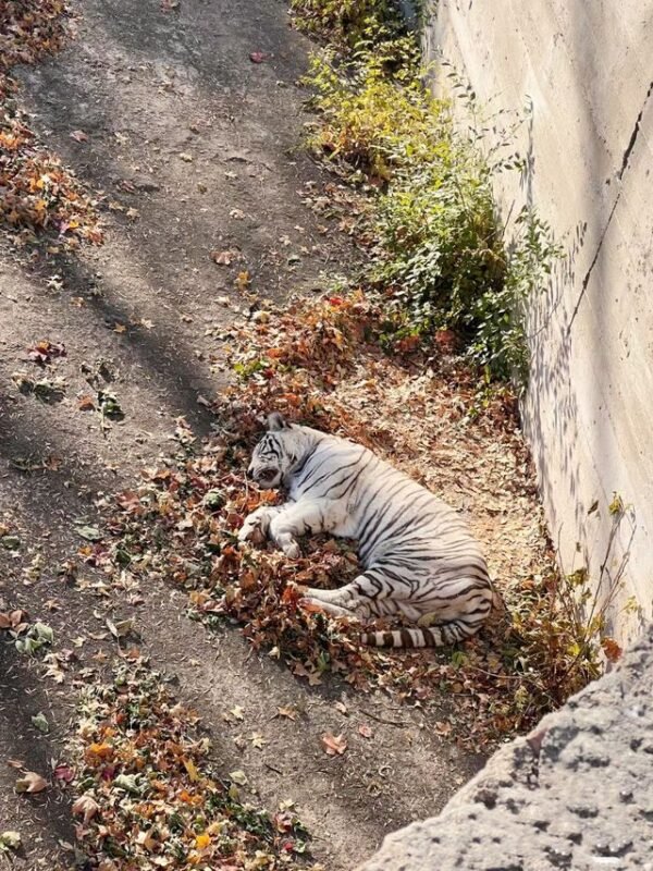 Beijing Zoo