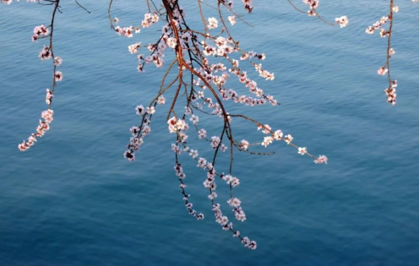 Peach Blossoms in Beijing