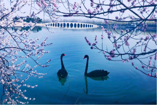 Peach Blossoms in Beijing