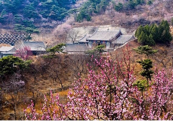 Peach Blossoms in Beijing