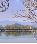 Peach Blossoms in Beijing