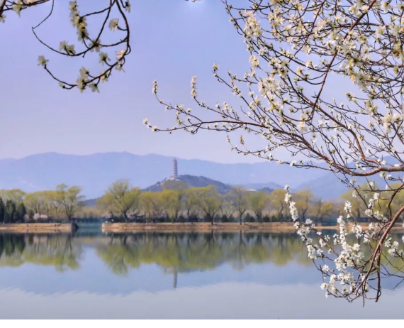 Peach Blossoms in Beijing