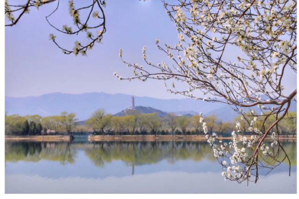 Peach Blossoms in Beijing