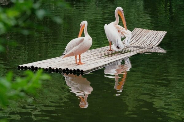 Safari Park Shenzhen