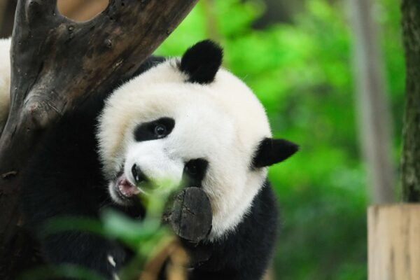 Chengdu Research Base of Giant Panda