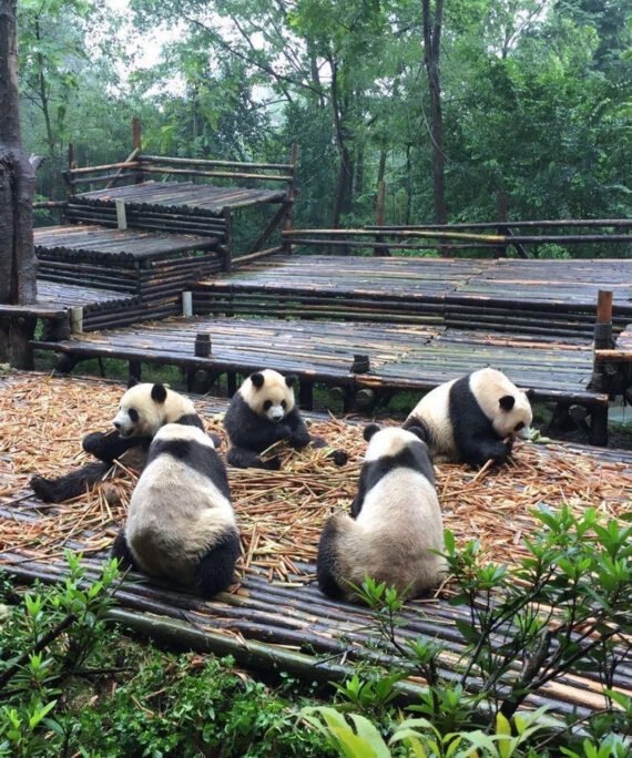 Chengdu Research Base of Giant Panda