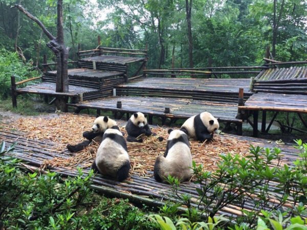 Chengdu Research Base of Giant Panda