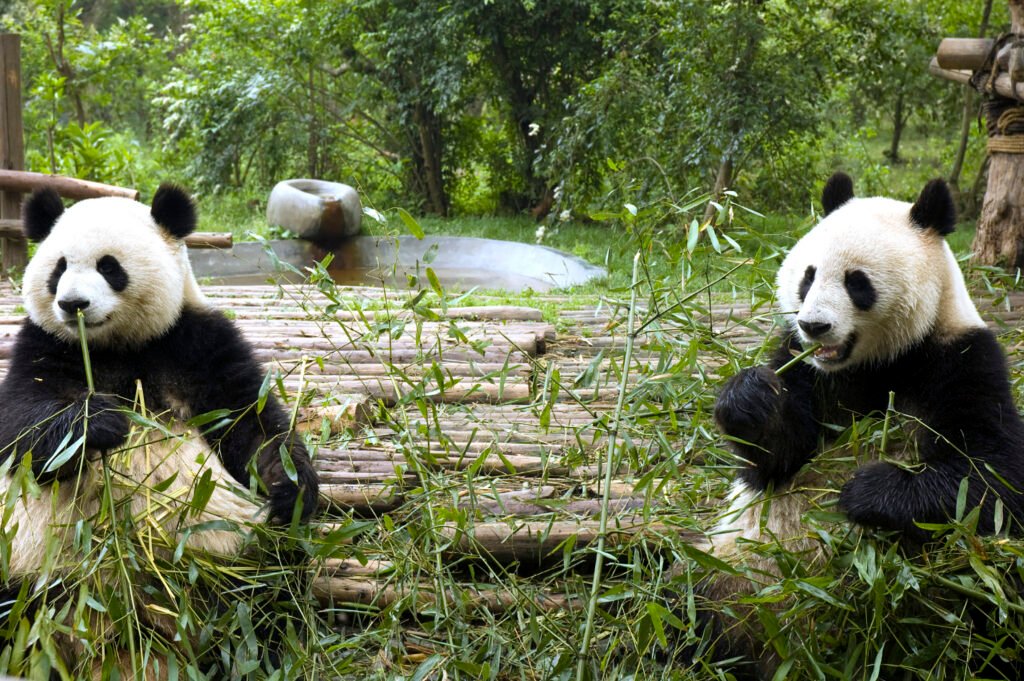 Chengdu Research Base of Giant Panda