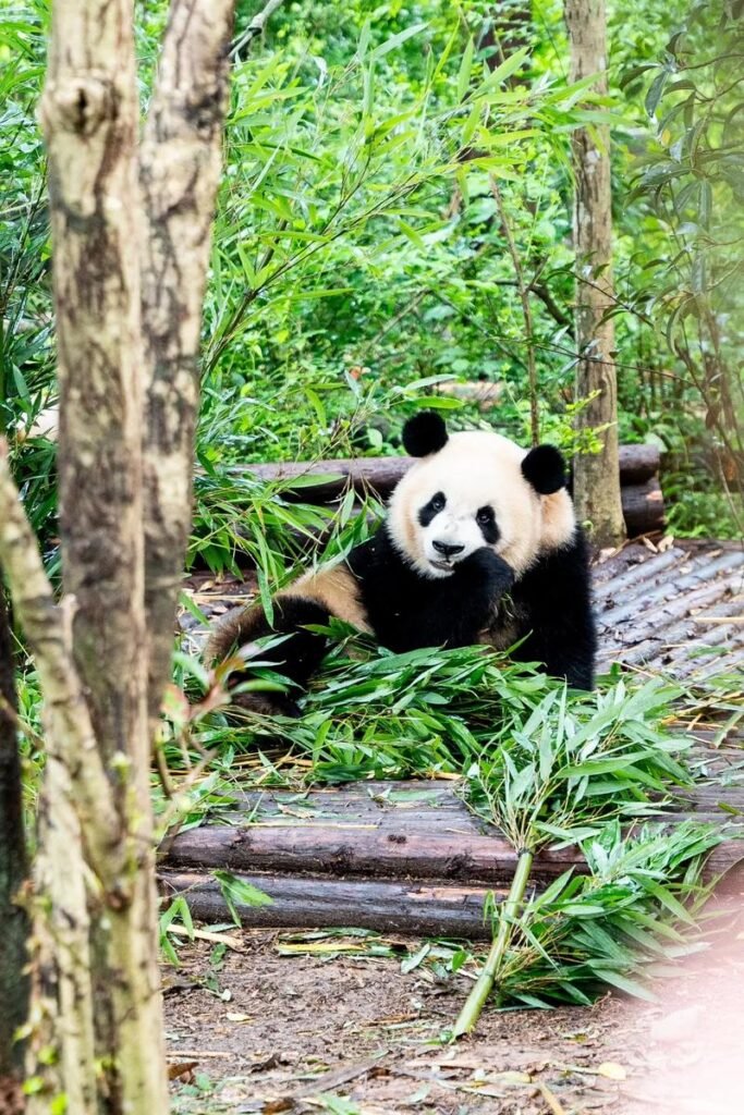 Chengdu Research Base of Giant Panda