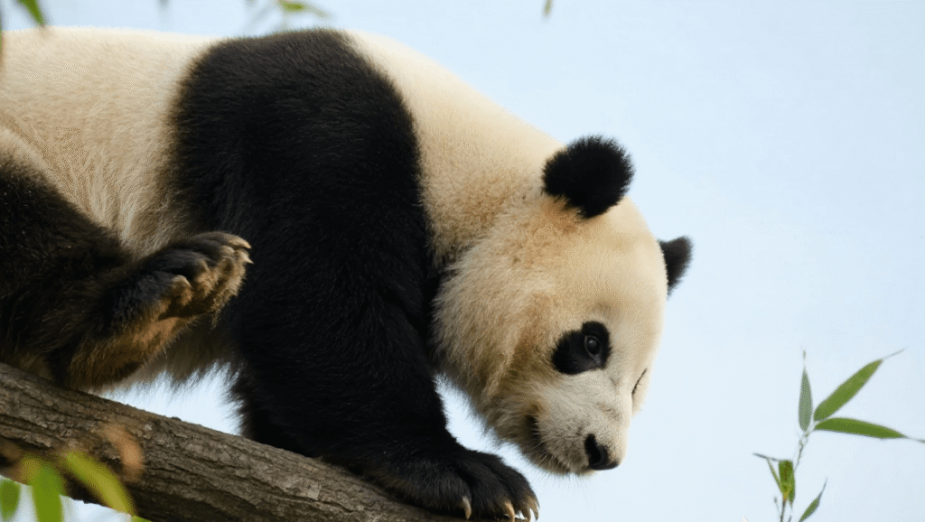 ¿Merece la pena un viaje a China para ver pandas? Guía de expertos para ver pandas