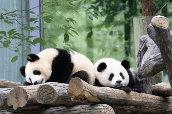 Sichuan Tours-6