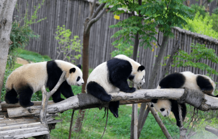 Chengdu Panda Base Guide