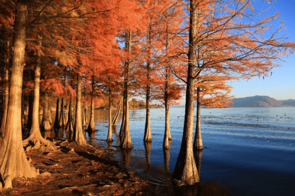 Kunming Travel Guide