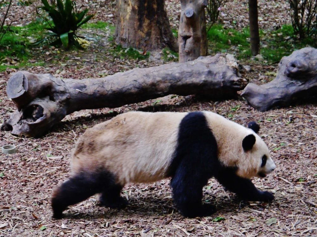 Chengdu Panda Tour